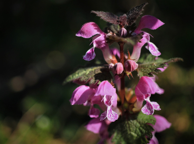 Purple Dead-Nettle, Purple Archangel, or Lamium Purpureum, a winter annual weed with a square stem and fine hairs